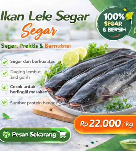 Ikan Lele Segar 2026-03-16