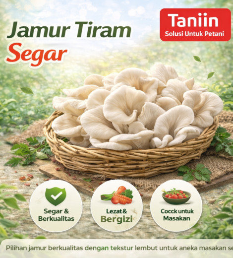 Jamur Tiram Segar 2026-03-16