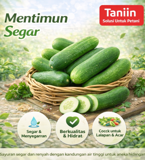 mentimun segar 2026-03-16