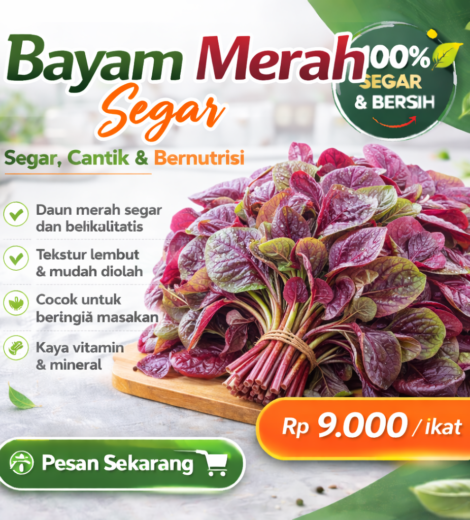 Bayam Merah Segar 2026-03-16