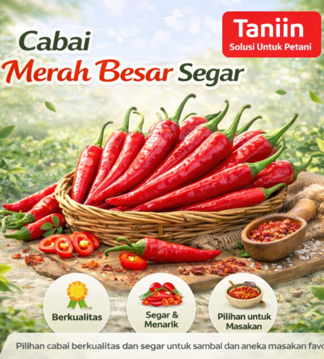 Cabai Merah Besar Segar 2026-03-16-2