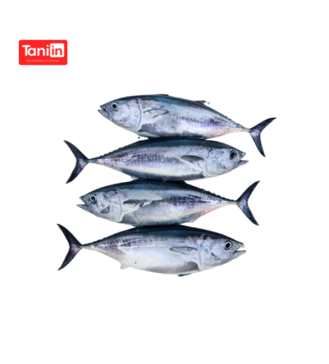 Ikan Tuna