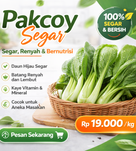 Pakcoy Segar 2026-03-11