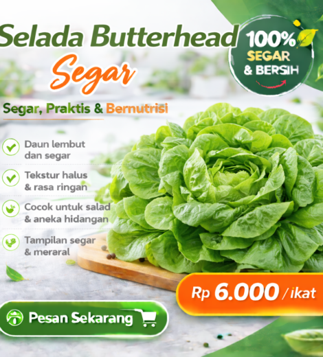 Selada Butterhead Segar 2026-03-16
