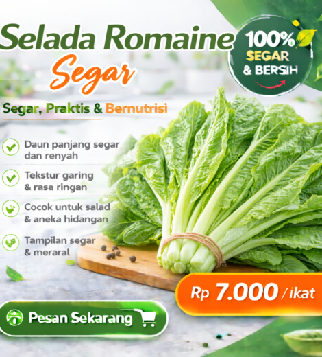 Selada Romaine Segar 2026-03-16