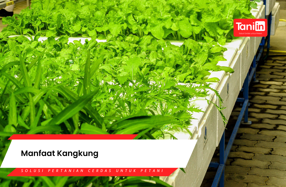 Manfaat Kangkung