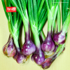 Bawang Merah Lokananta