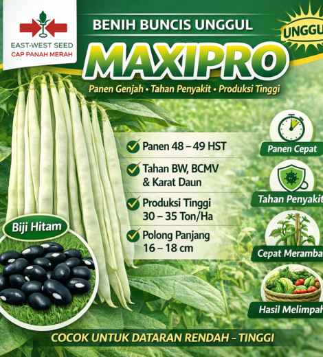 Benih Buncis MAXIPRO 2026-03-18