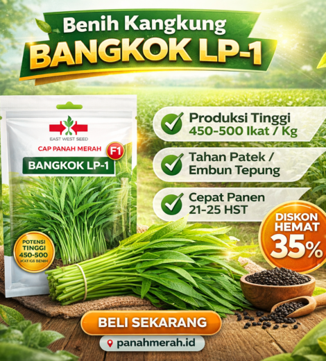 Benih Kangkung BANGKOK LP-1 2026-03-17