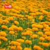 Marigold Golden Bloom