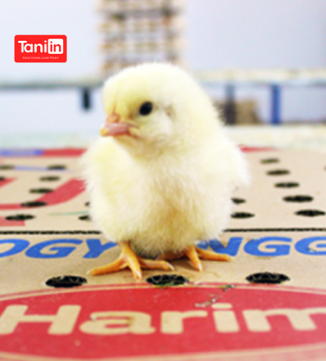 Harim Chick