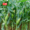 Jagung Bonanza