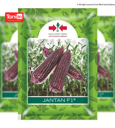 Jagung Jantan