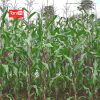 Jagung Jantan