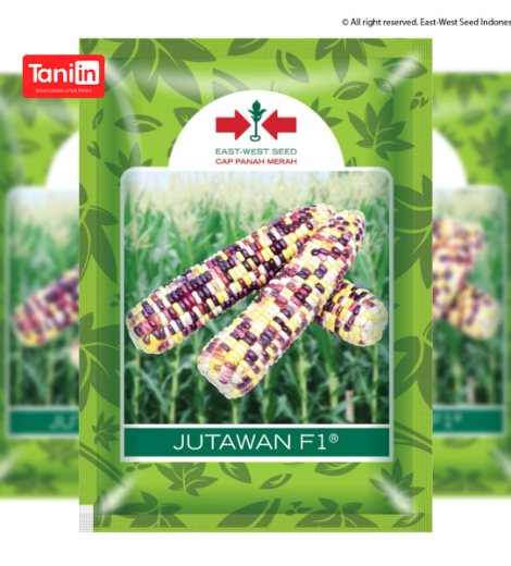 Jagung Jutawan