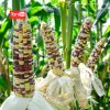 Jagung Jutawan