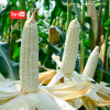 Jagung Kumala