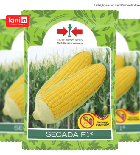 Jagung Secada