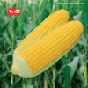 Jagung Secada