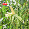 Jagung Secada