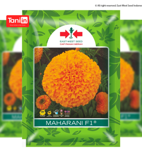 Marigold Maharani