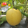 Melon Stella