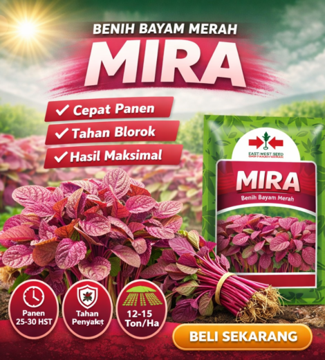 BenihBayam Merah Mira 2026-03-17