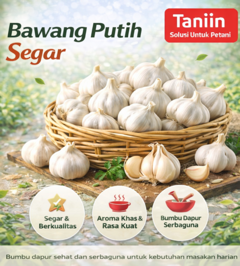 Bawang Putih Segar 2026-03-16