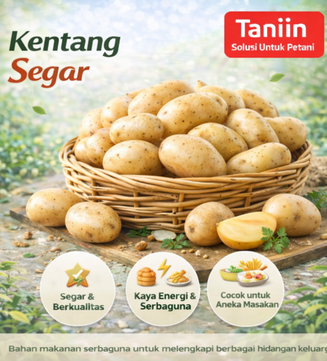 Kentang Segar 2026-03-16